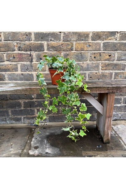 Ліана в’юнка саджанець в горщику